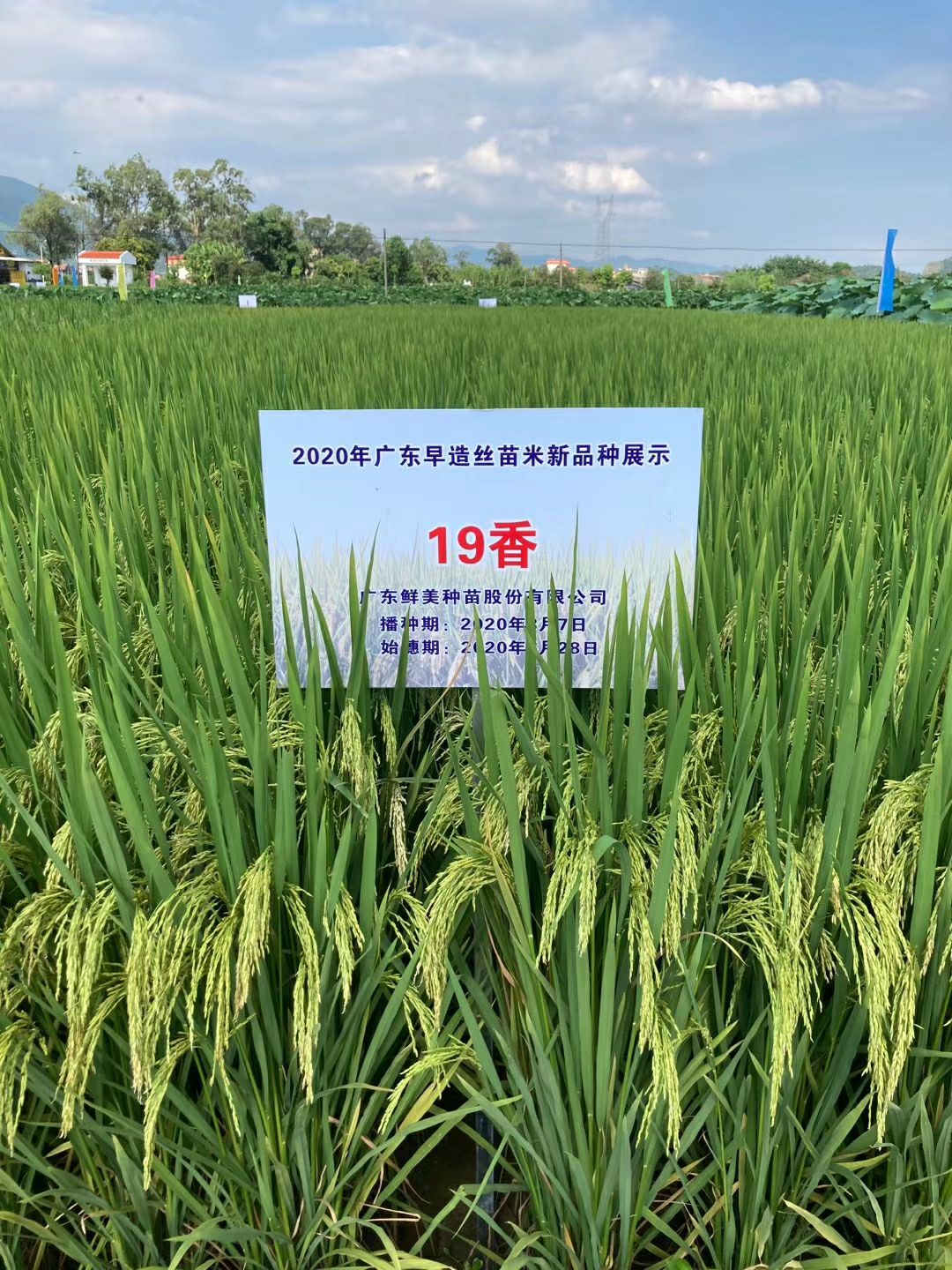 19香 十九香水稻种子,广东丝苗米认定品种