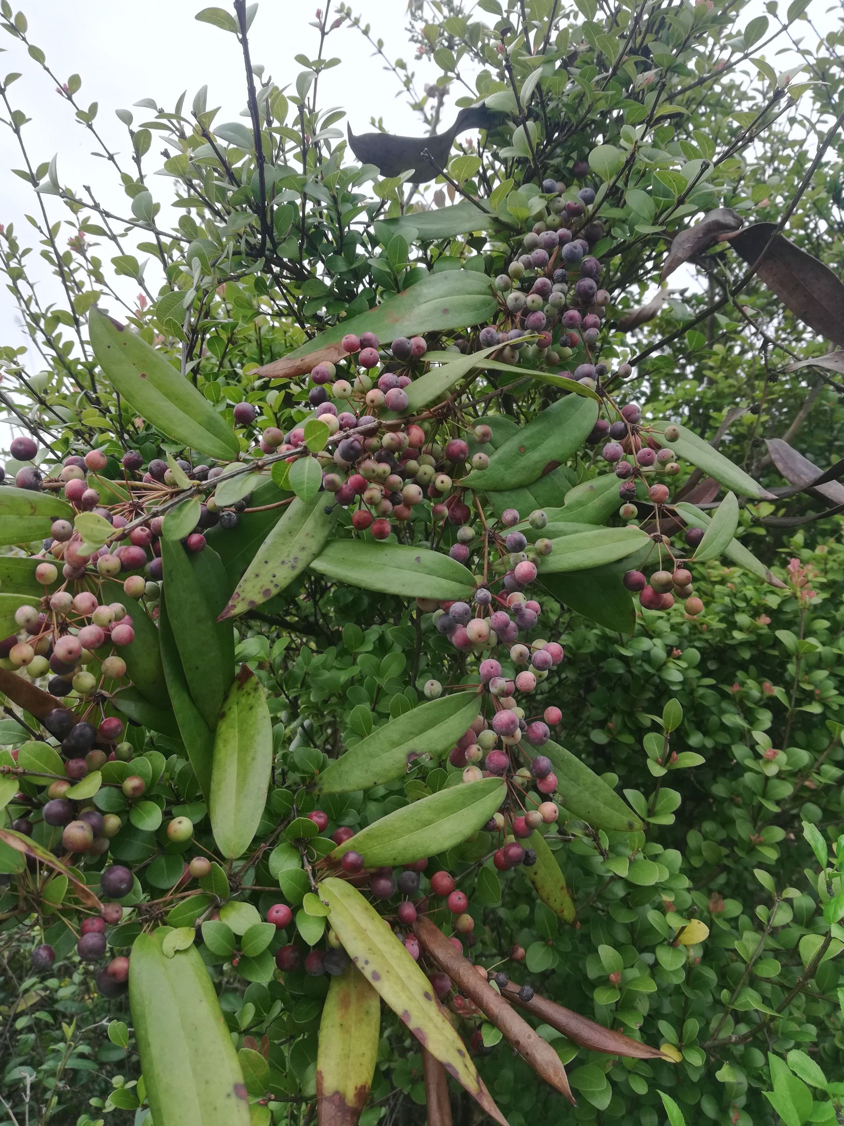 新鲜土茯苓种子白肉粉质现采现卖需要的先下单再去采