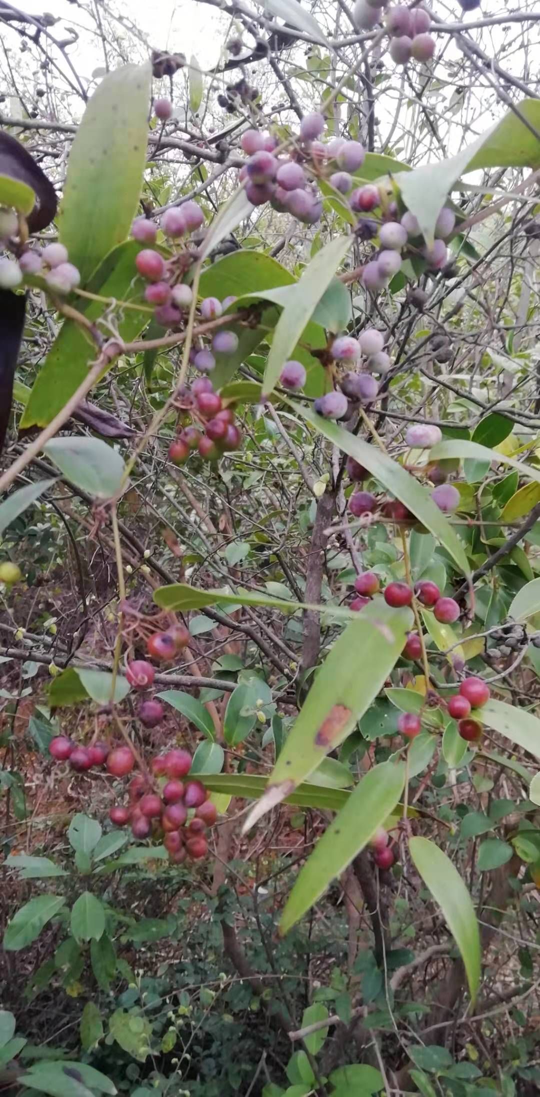 新鲜土茯苓种子白肉粉质现采现卖需要的先下单再去采