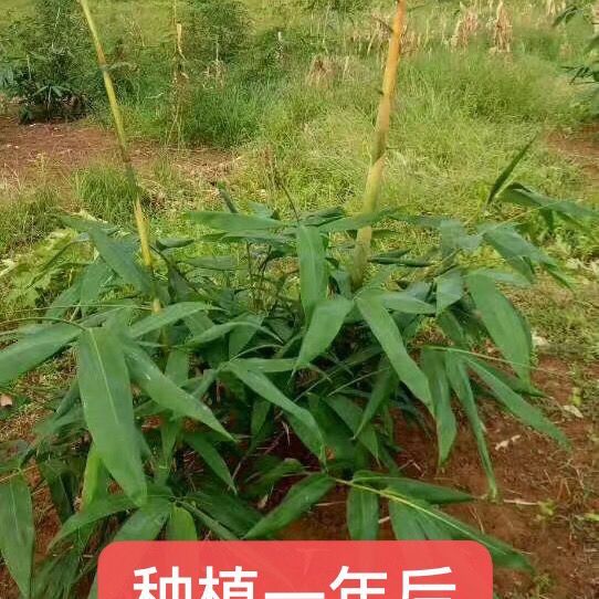 麻竹苗 麻竹笋苗大苗竹苗 纸竹苗 竹叶苗产地直销 不包邮