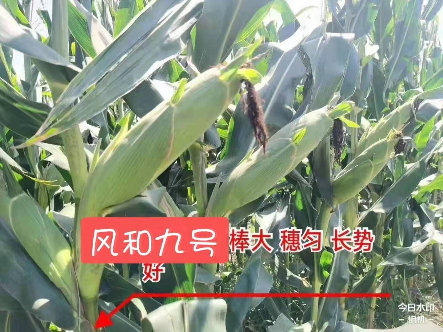 风和九号双棒大马牙高抗高产不招虫穗位低年年大丰收