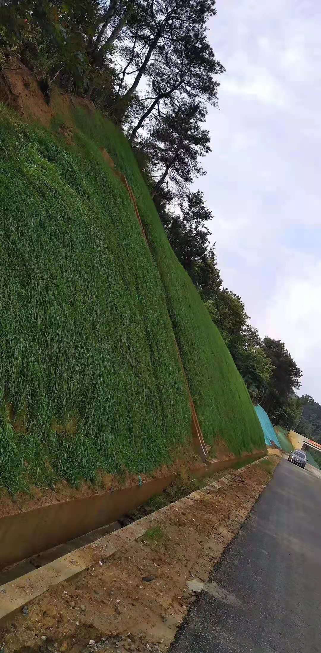 护坡草种子矿山修复山坡高速路旁护坡草种子包邮