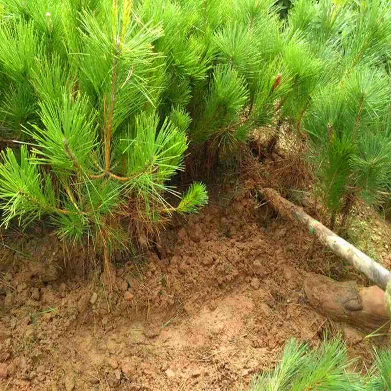 绿化苗木日本黑松小苗庭院黑松苗黑松树苗四季常青盆景植物松树苗