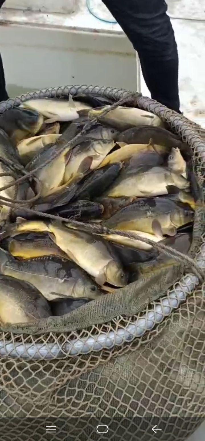 鲤鱼