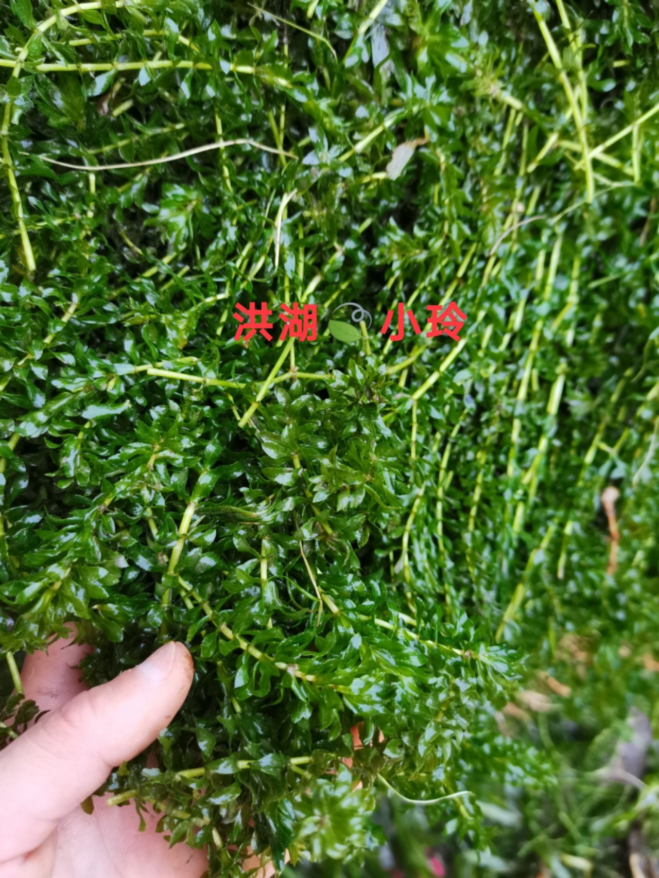 轮叶黑藻 灯笼泡草 节节草鱼虾蟹养殖 高温水草 量大价优 包邮