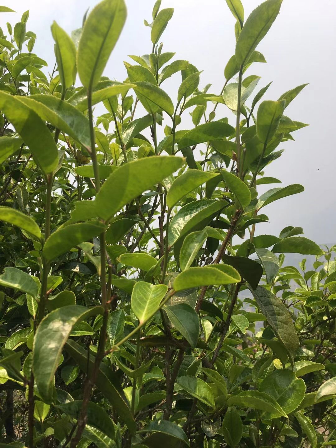 [古树茶批发]古树茶 古树单株(邦东曼岗大箐队)价格600元/斤 惠农网