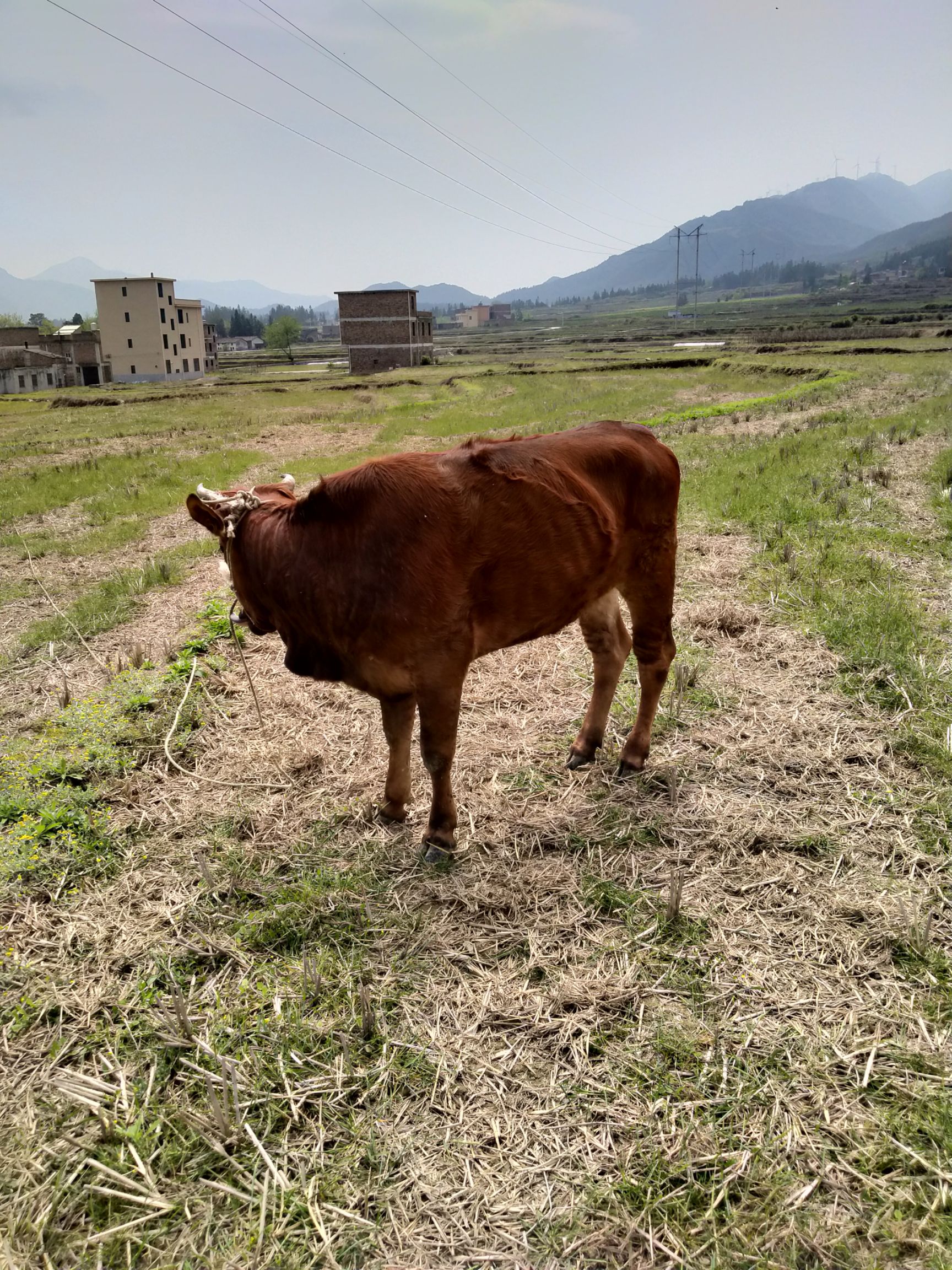 土黄牛