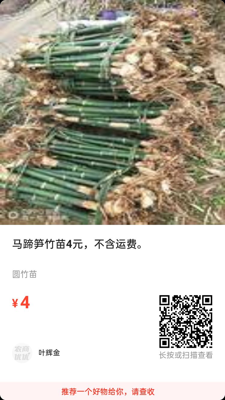[竹苗批发]台湾四季甜竹笋苗 马蹄笋绿竹苗价格6元/株