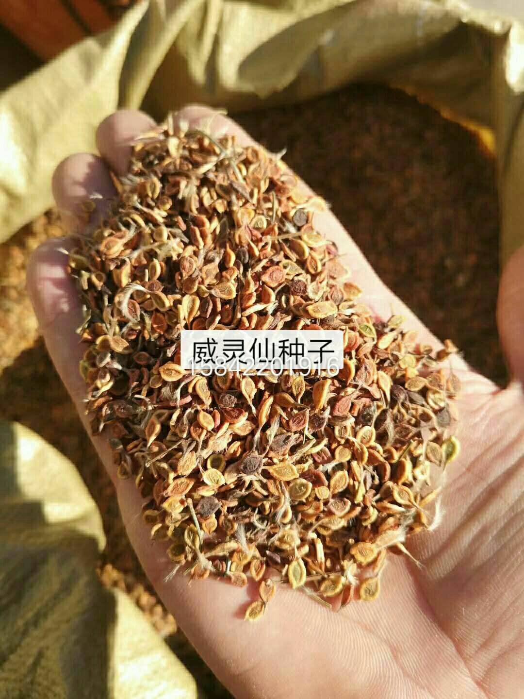 威灵仙种子威灵仙种子