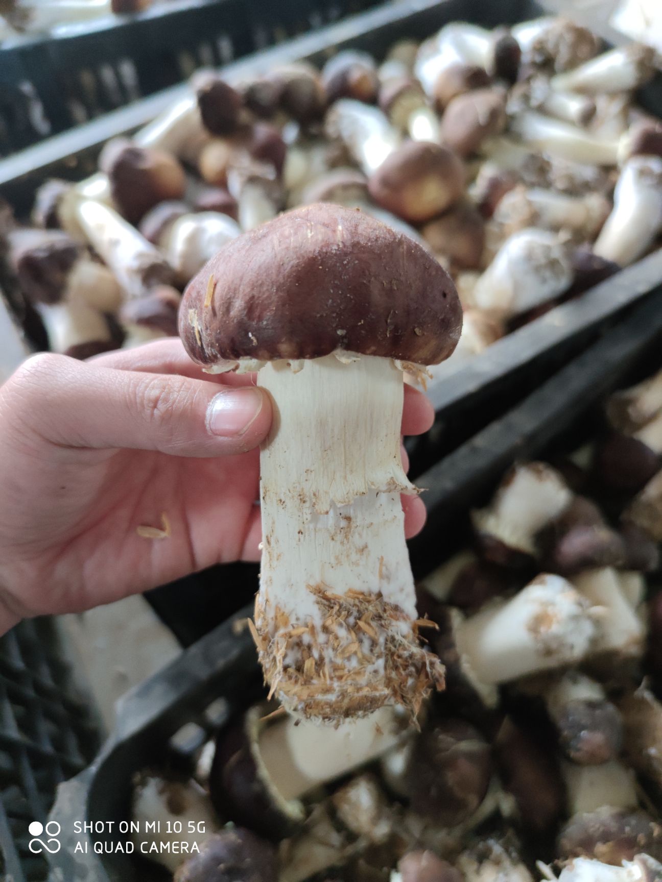 大球盖菇 球盖菇
