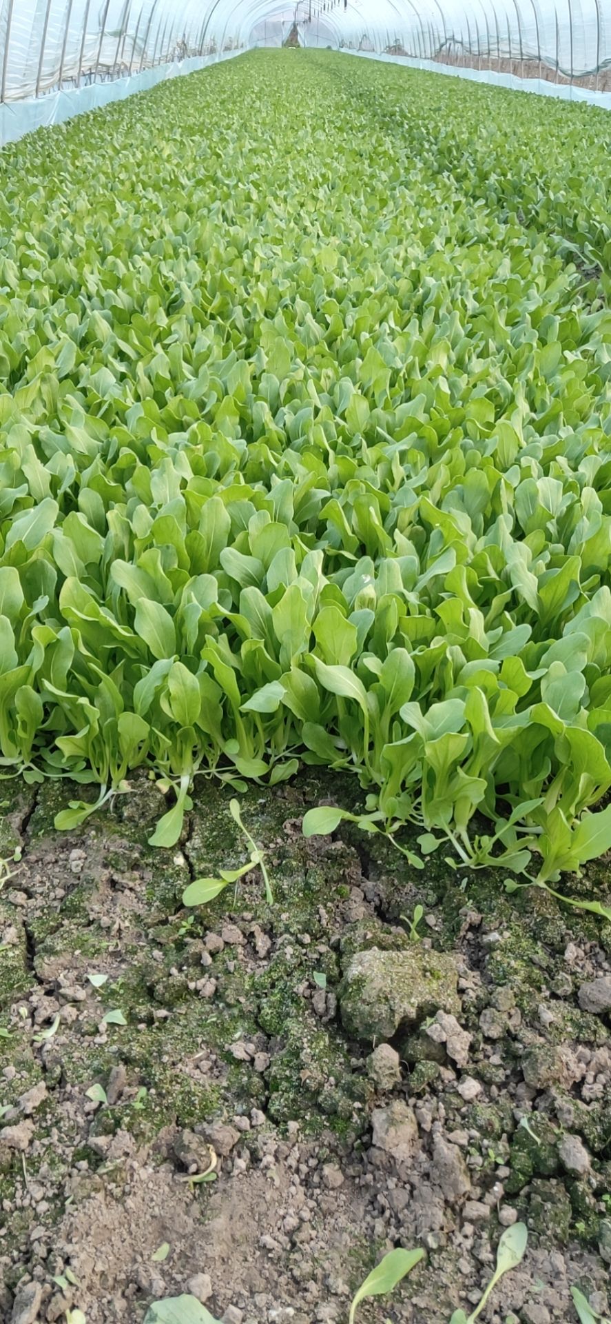 鸡毛菜现摘现卖大棚