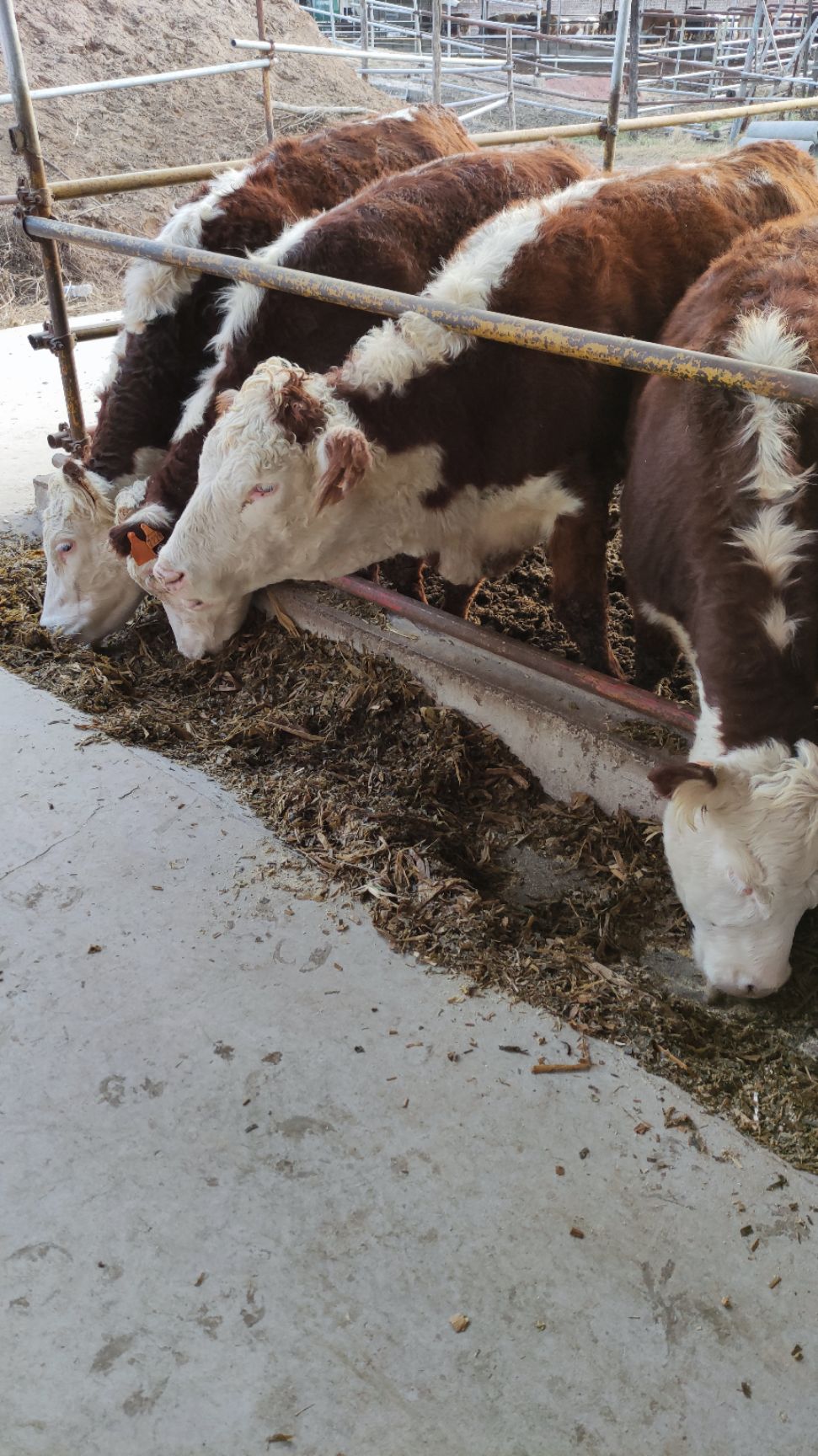 肉牛 海福特母牛