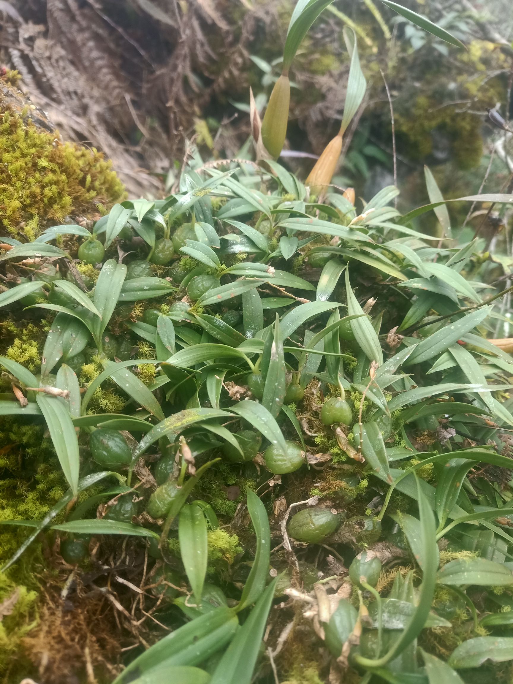 石橄榄 双叶果!