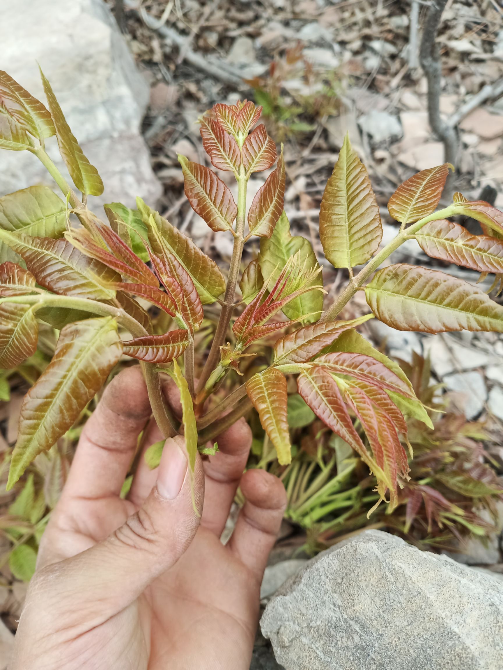 红油香椿 香椿芽