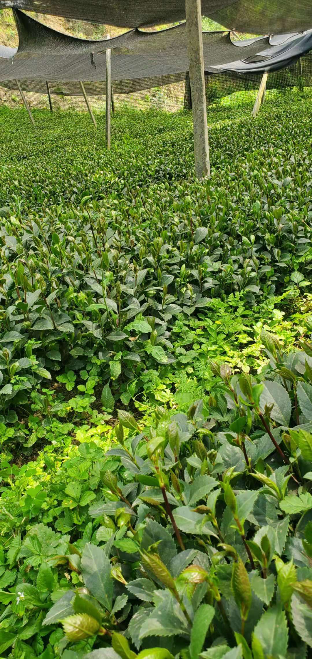 [草珊瑚批发]草珊瑚种苗,九节茶苗,肿节风苗,节骨茶苗,草珊瑚种子价格