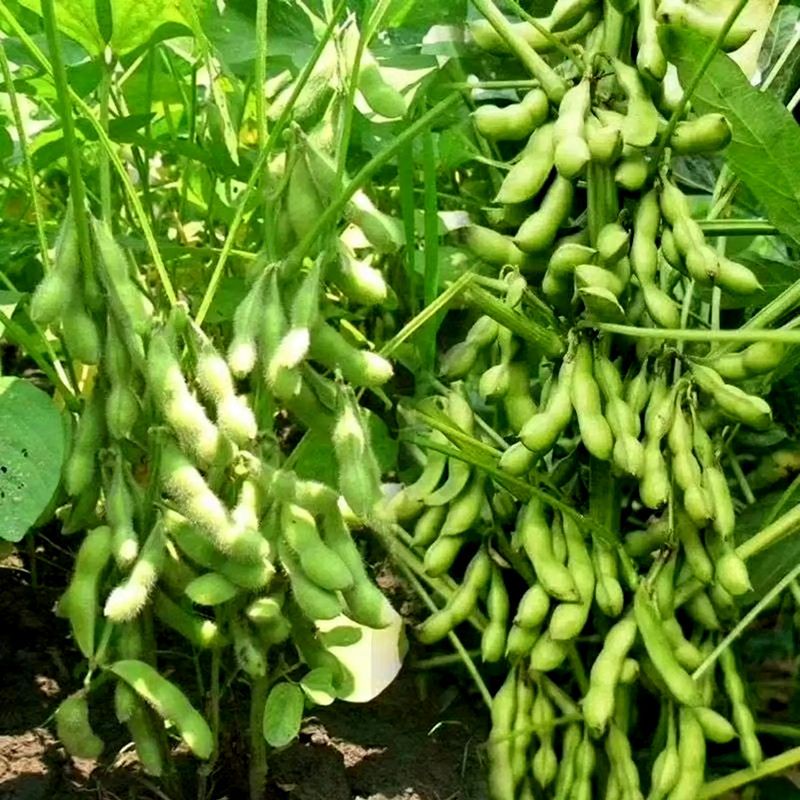 毛豆荚 精品毛豆角产地直销翠绿宝100斤起批自滴通货0.5精品0.