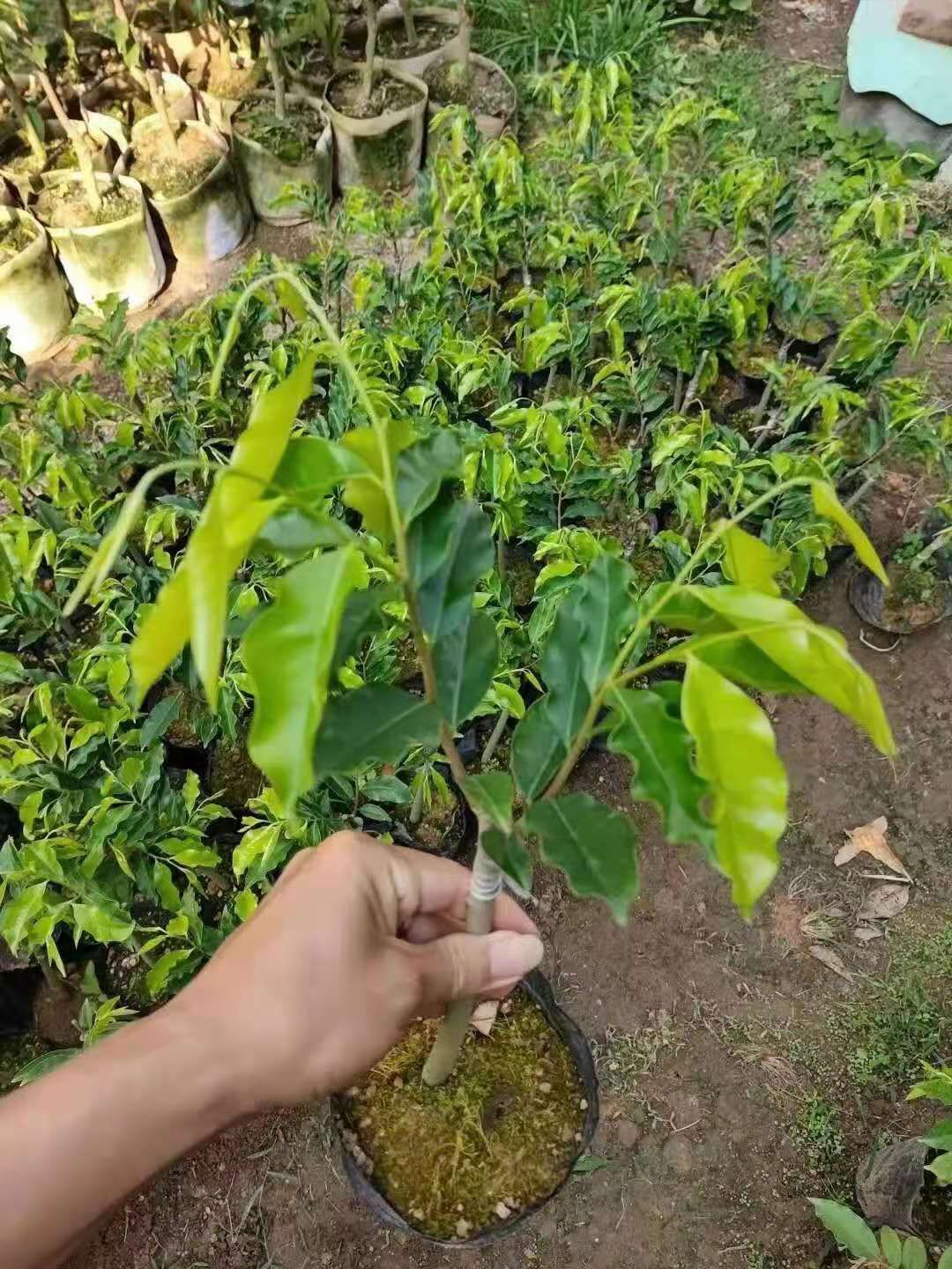 奇楠沉香树 沉香,奇楠树