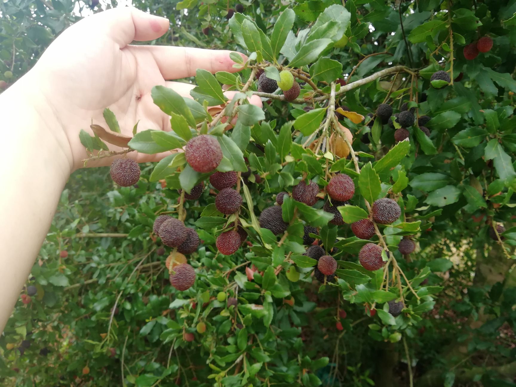 广西北海老温杨梅