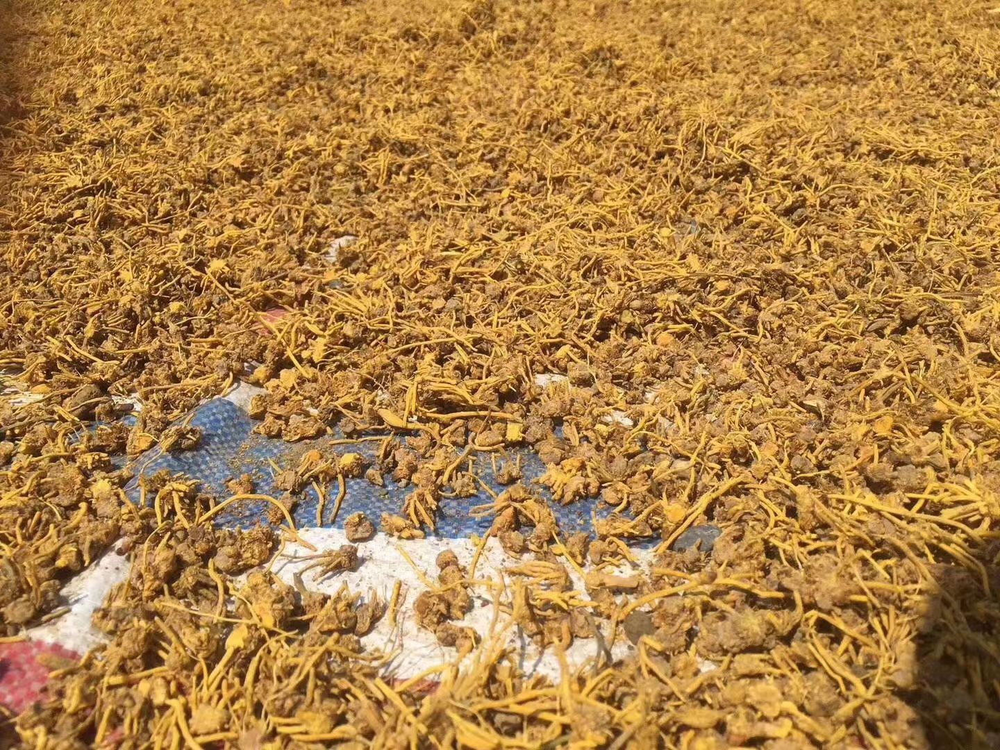 四川成都黄芽茶 巴马长寿龙须草根茶 雪山黄龙草头茶138 82193540