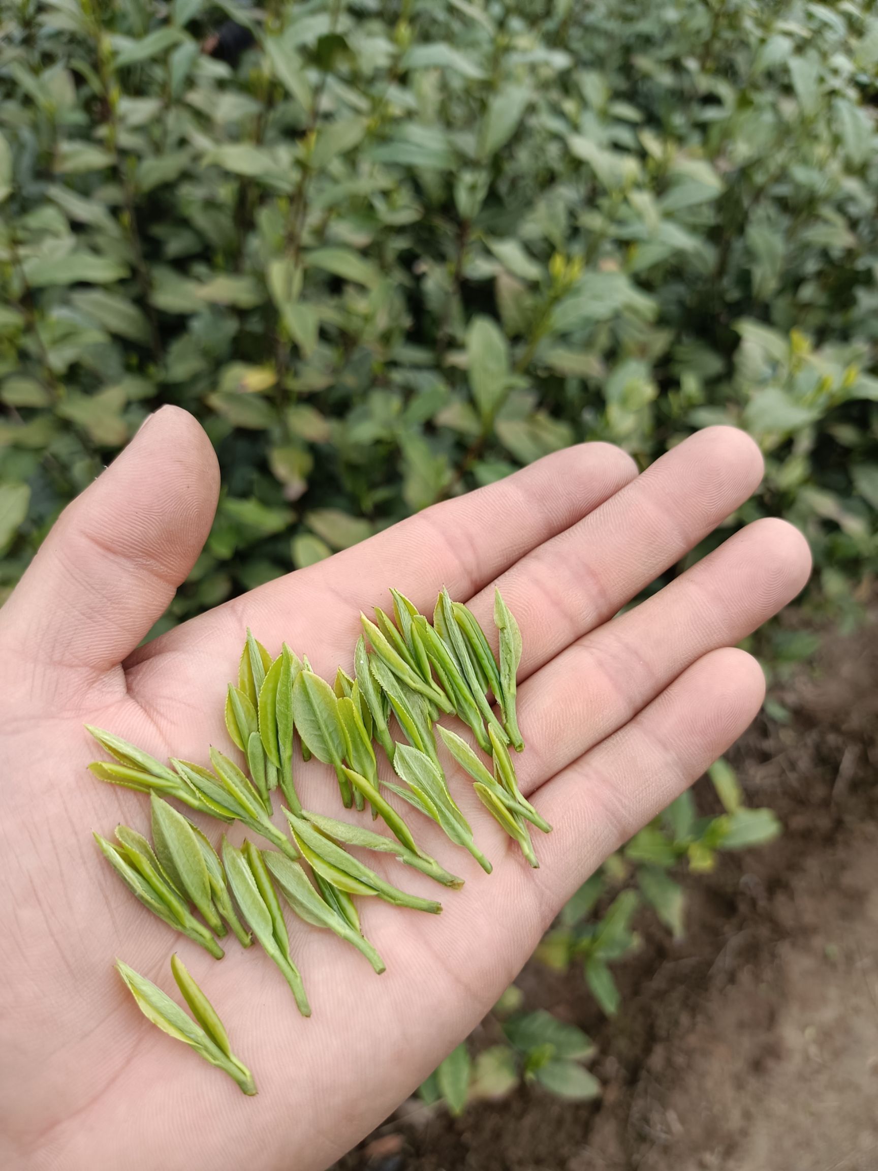 茶叶,桐城小花茶叶,安徽桐城小花茶叶,绿茶