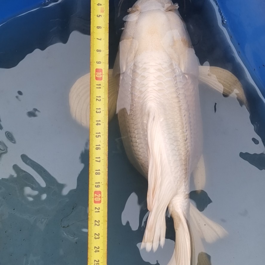台湾球体蝴蝶鲤