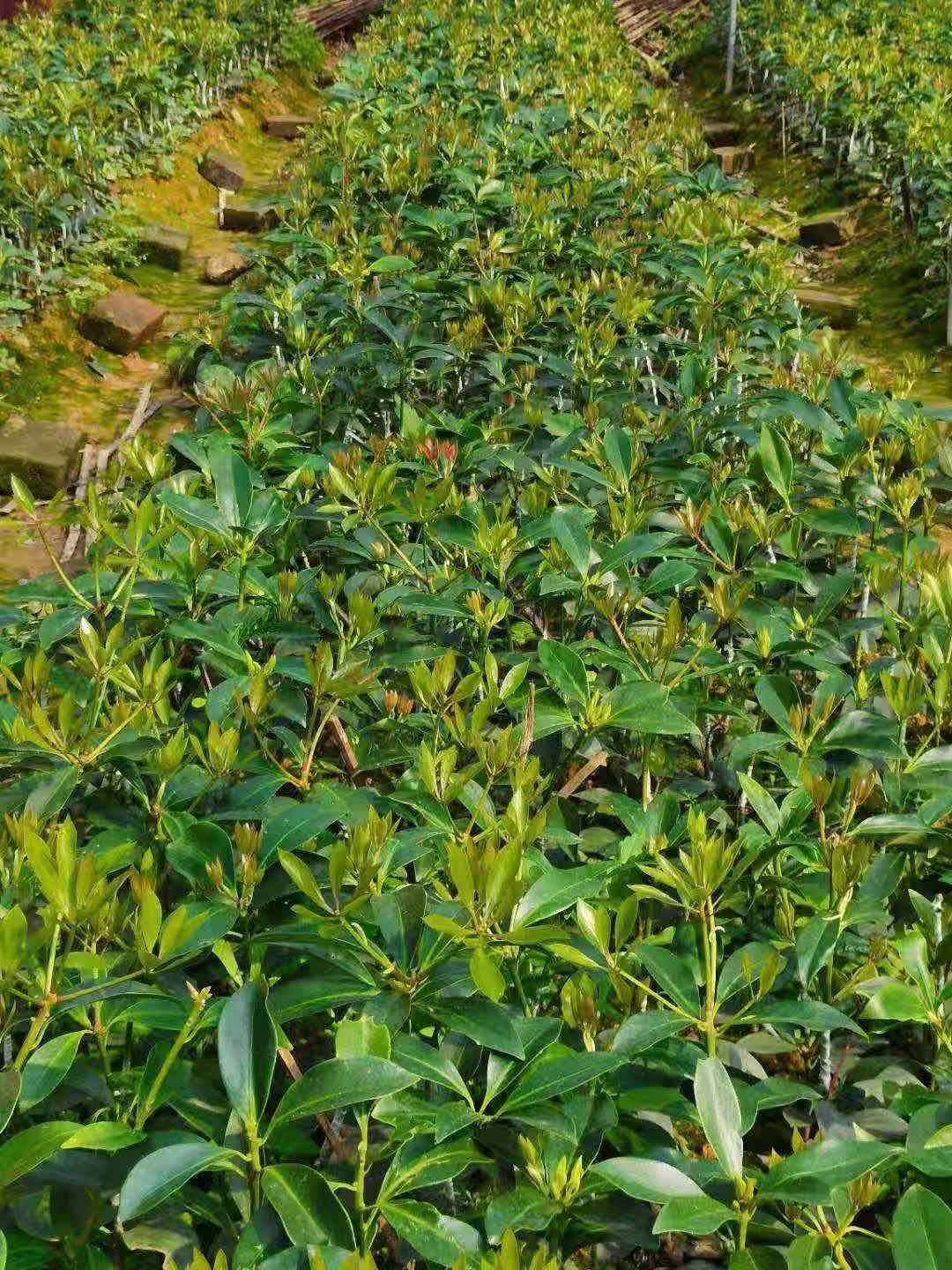 八角树 罗马品种