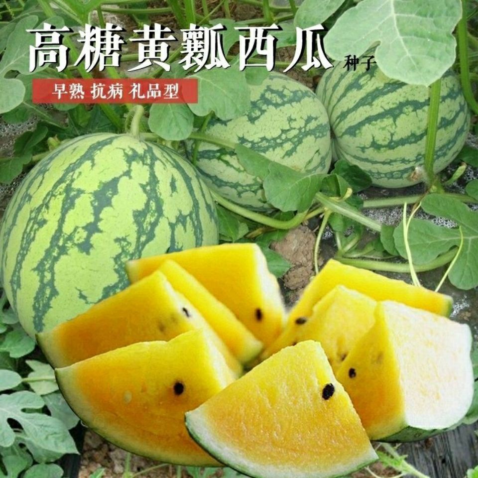 黄心甜西瓜产地直发 货源充足大量供应 货源现摘现发果质新鲜
