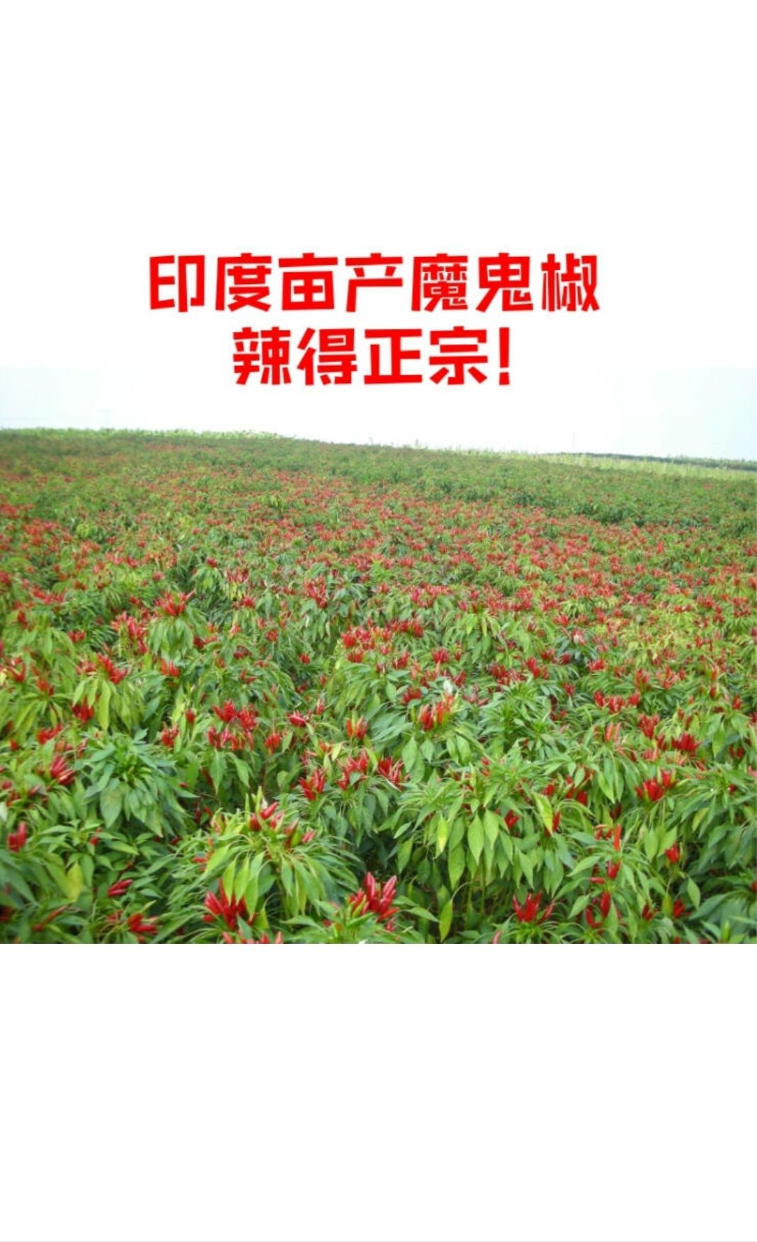 印度干辣椒 印度魔鬼椒