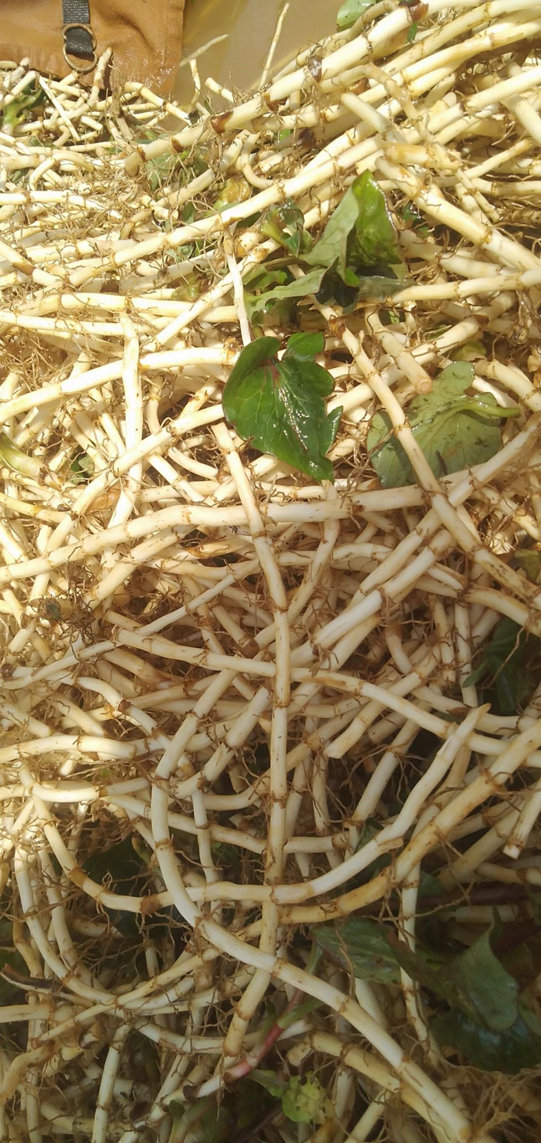 鱼腥草根新鲜白茎新根大量上市
