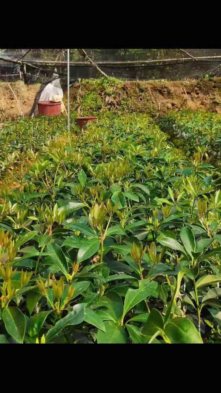 八角树 罗马品种