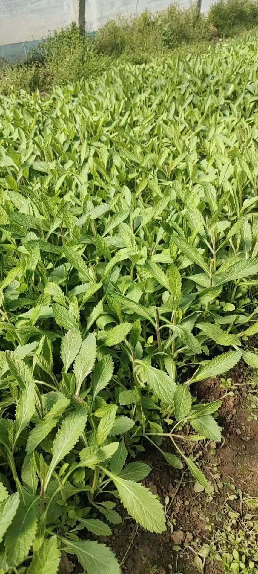 [马鞭草种苗批发]马鞭草种苗 柳叶马鞭草价格0.2元/棵