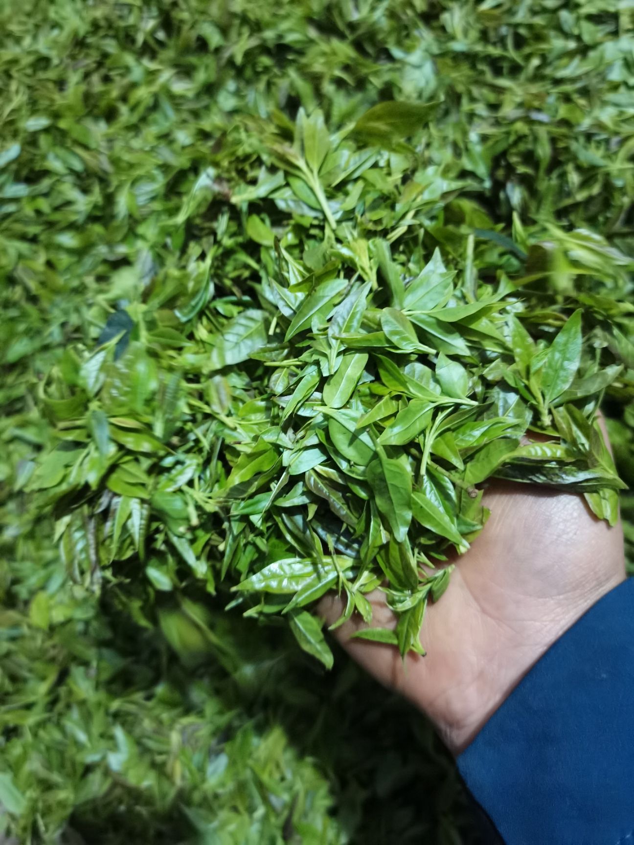 苦丁茶 毛冬青茶(又称青山绿水,小叶苦丁,女贞茶)