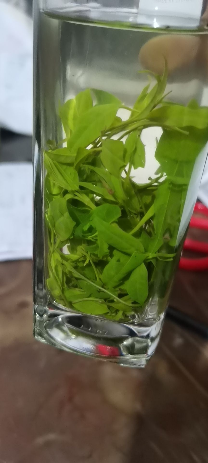 苦丁茶 毛冬青茶(又称青山绿水,小叶苦丁,女贞茶)