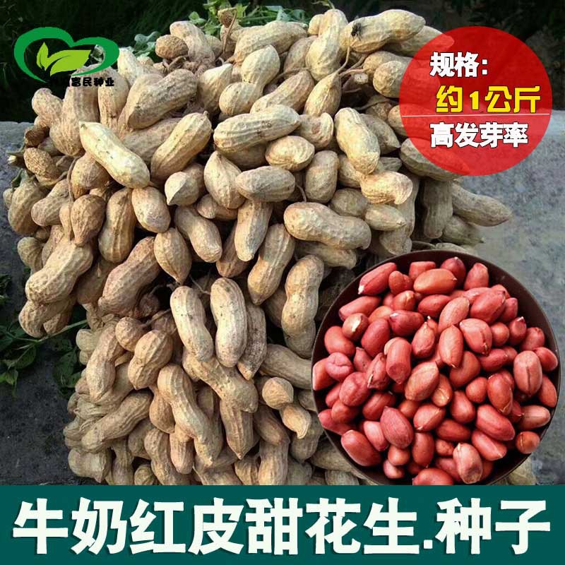 河北河间市牛奶红皮花生种子 牛奶红皮甜花生种子 农田庭院当季蔬菜
