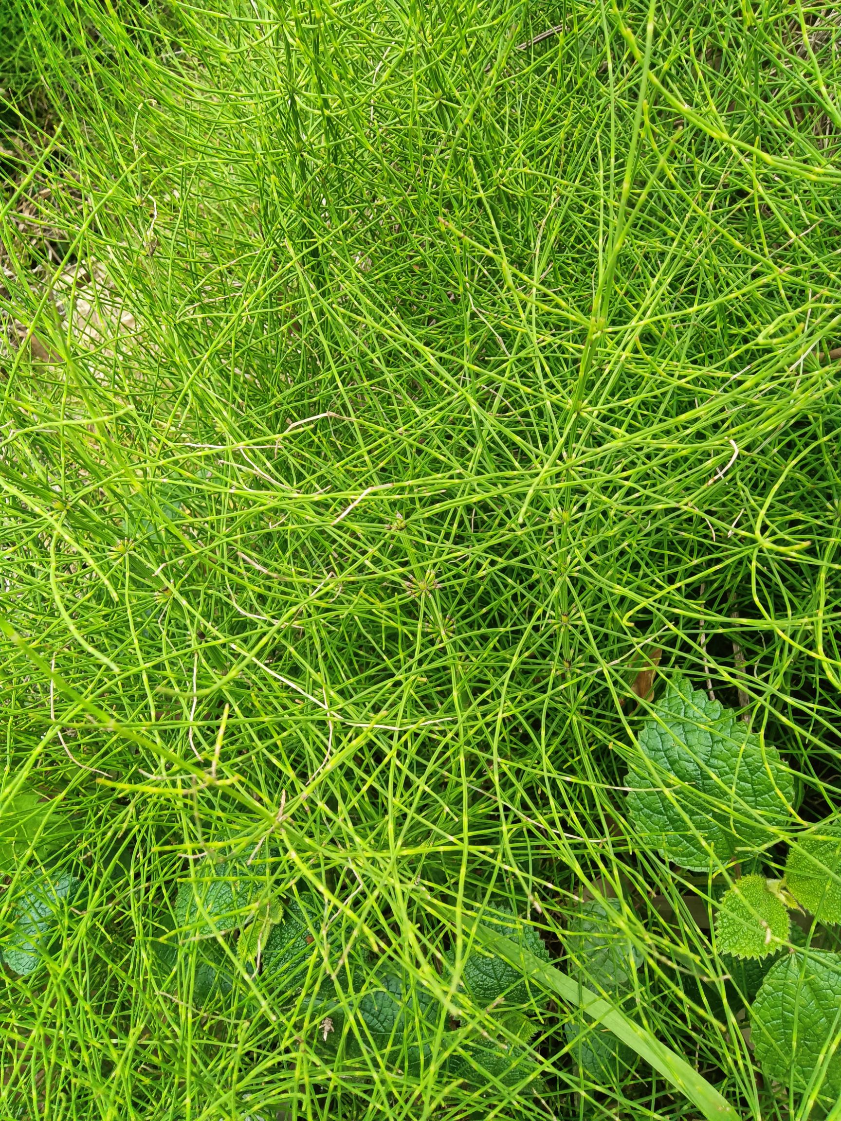 荜茇 笔管草