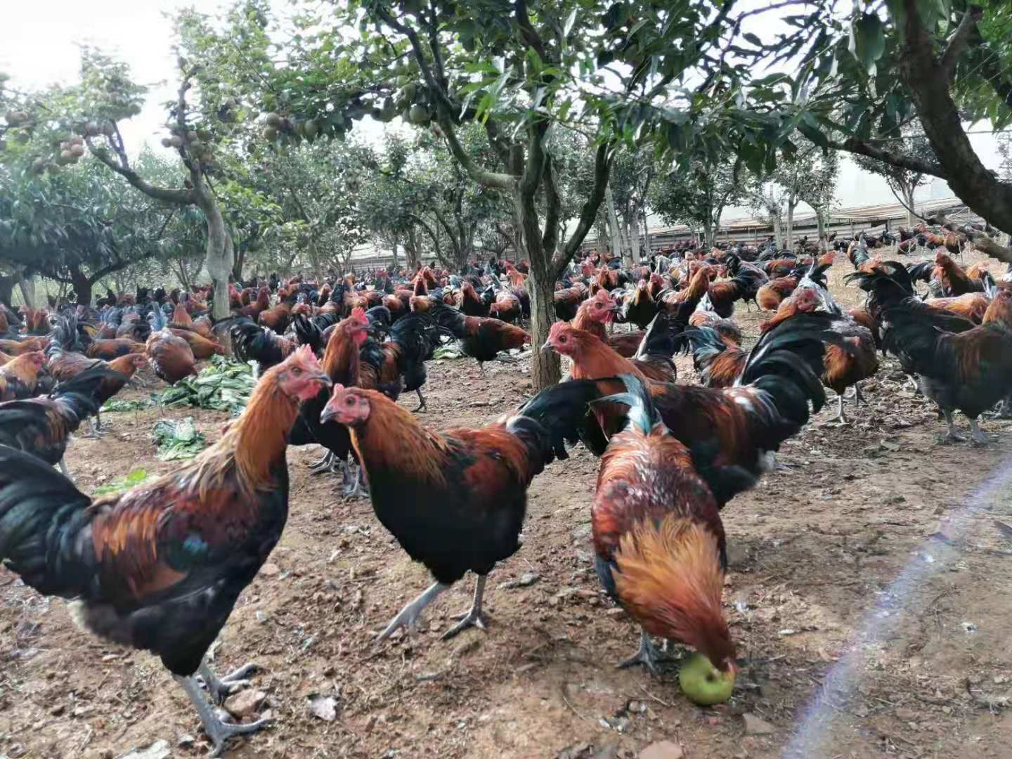 云南本地土鸡