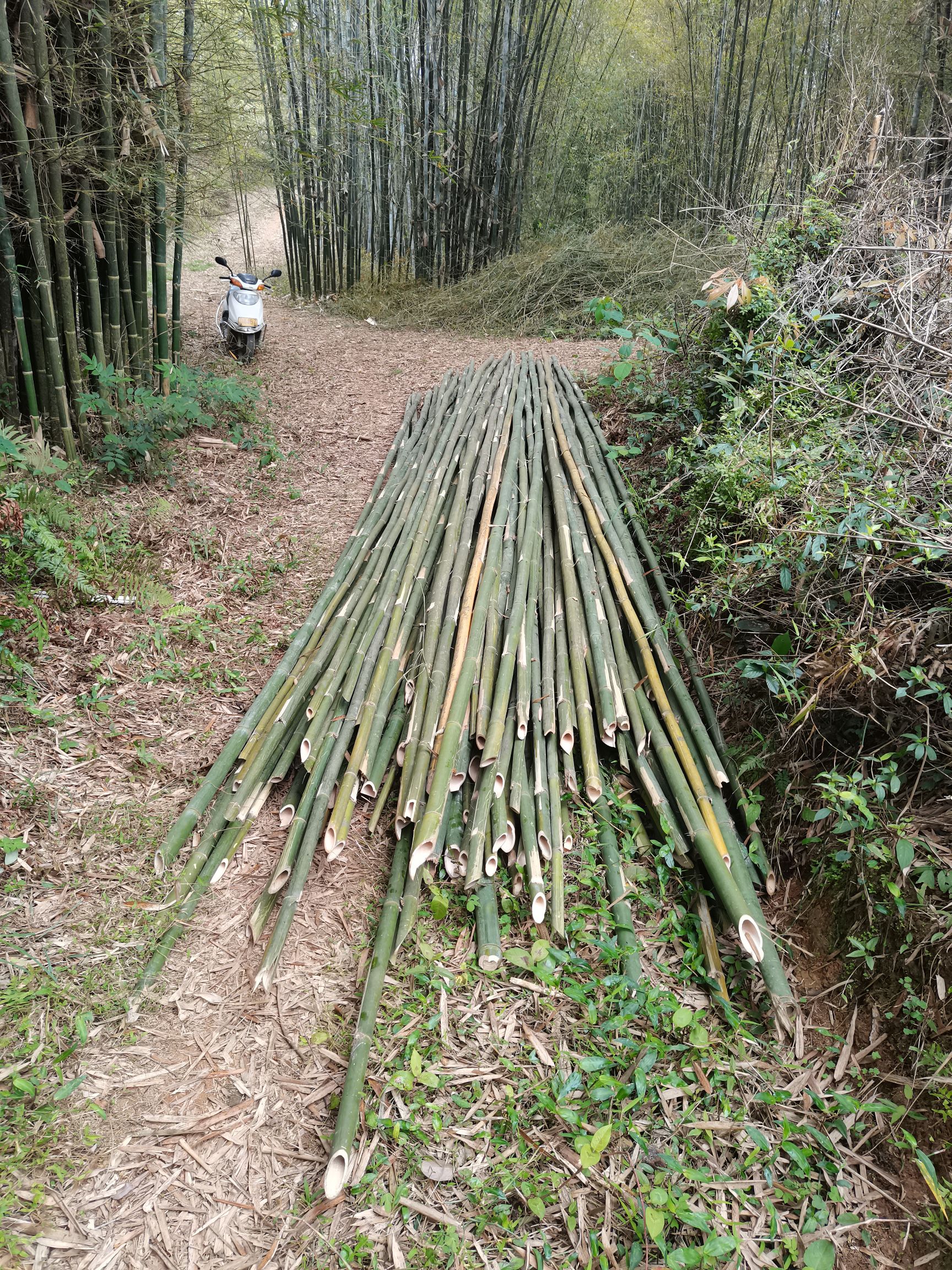 排山竹,高竹,泥竹大量供应