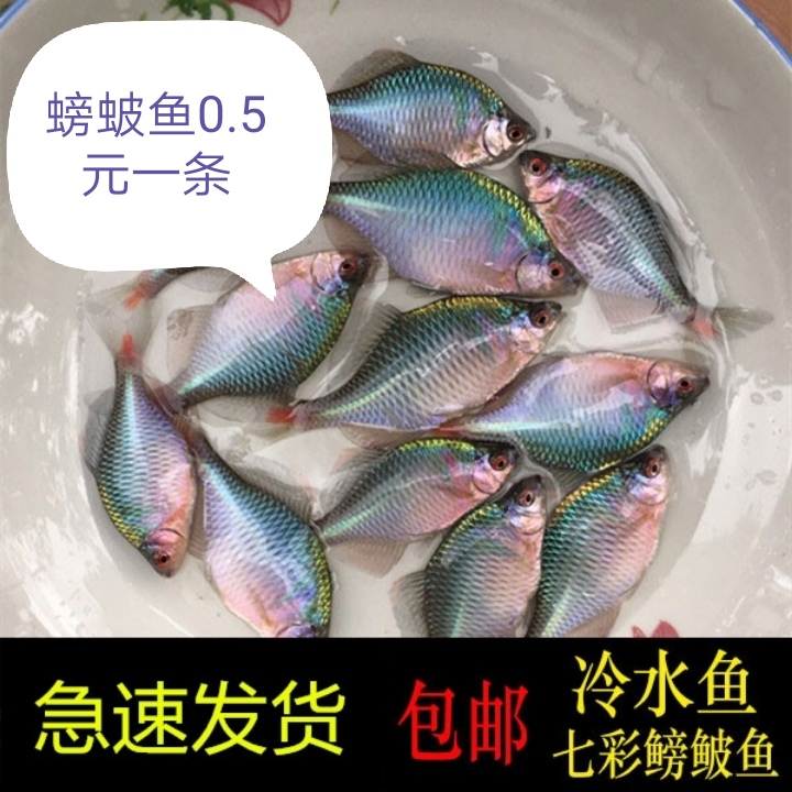 鳑鲏 螃蚾鱼