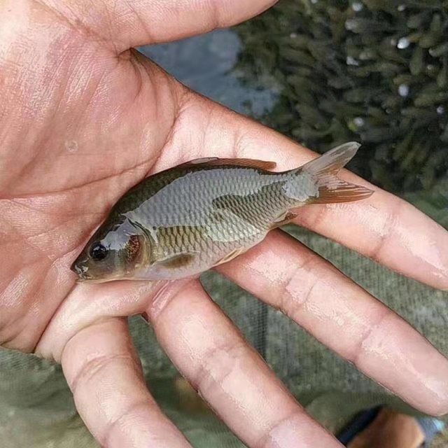 中科五号鲫鱼 鲫鱼苗 淡水鲫鱼 快大型鲫鱼