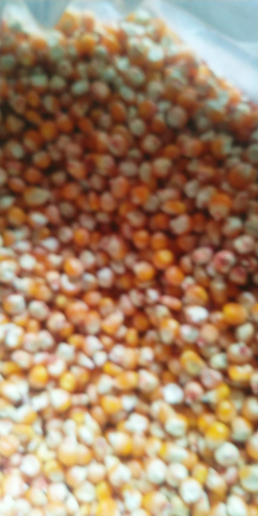 晋单78玉米种子 丹玉405玉米种子