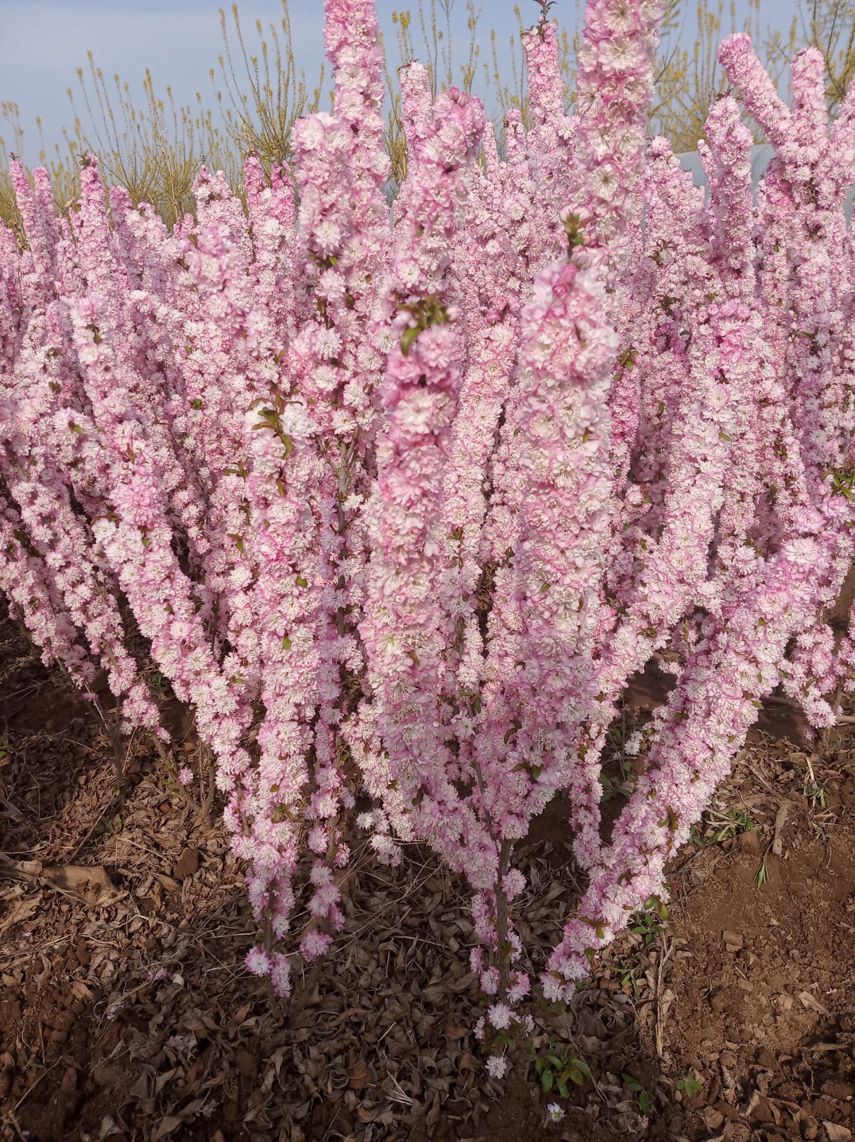 红花麦李一米左右3枝