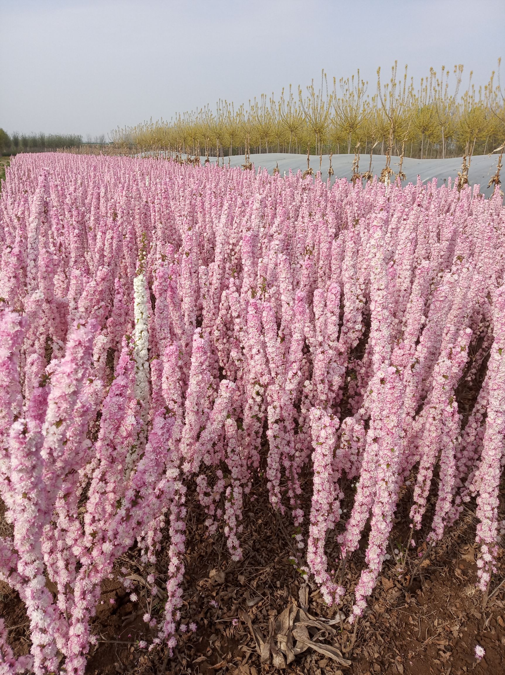 红花麦李一米左右3枝