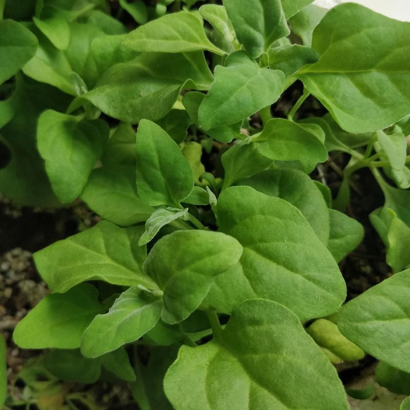 番杏新鲜新西兰菠菜籽洋菠菜营养丰富盆栽露天耐旱蔬菜法国菠菜
