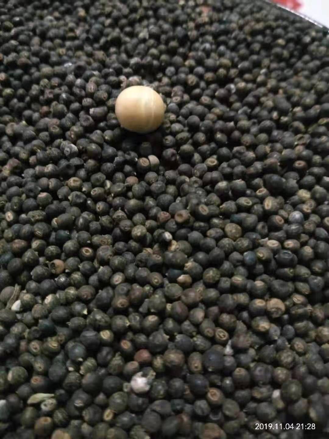 广西小叶红皮千斤拔种子