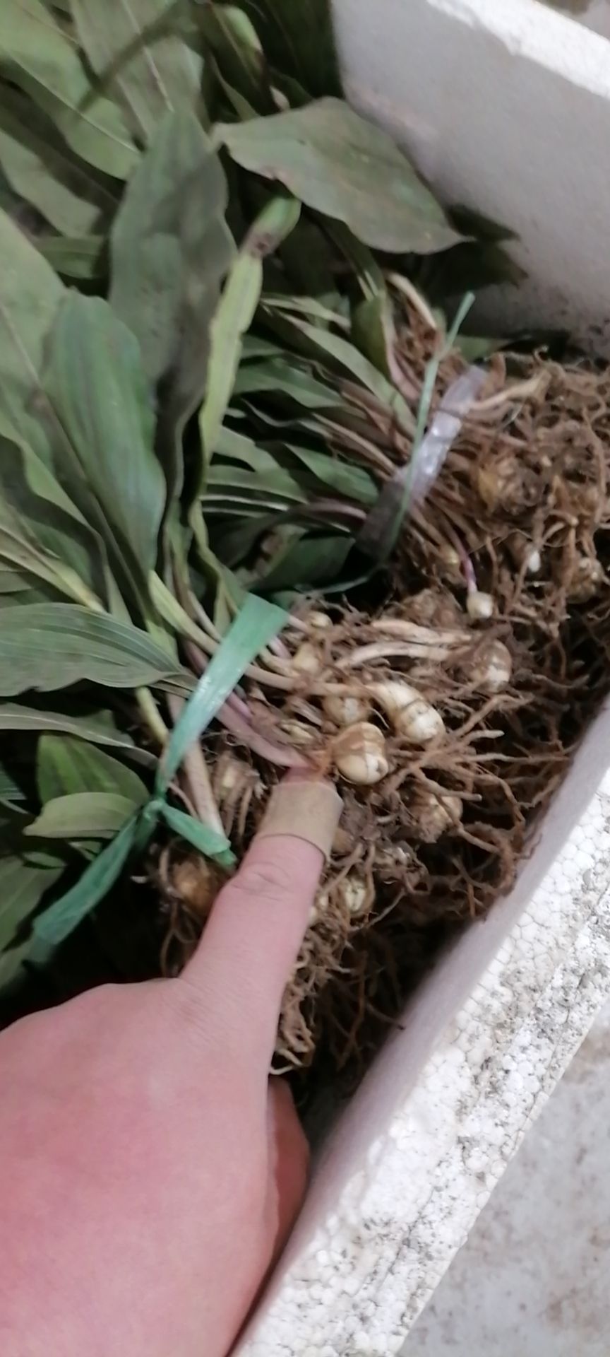 毛慈菇块茎,山慈菇种苗
