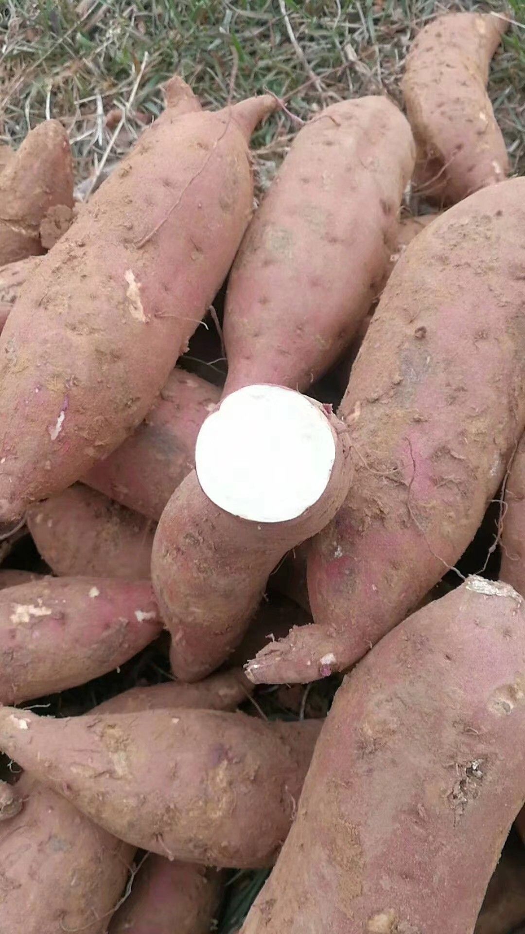 高淀粉商薯19 脱毒高产高淀粉红薯苗大量供应,成活率高