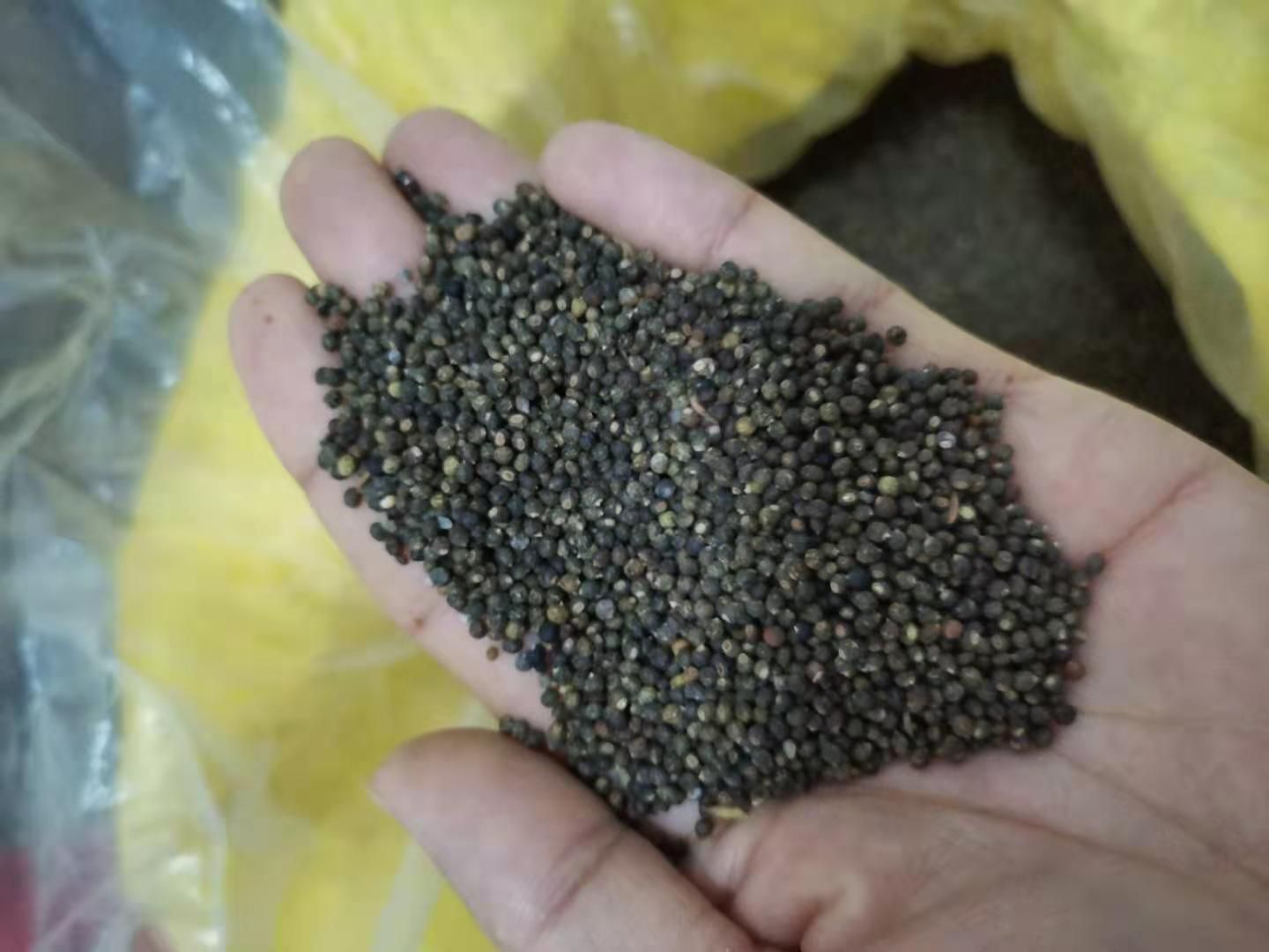 广西小叶红皮千斤拔种子