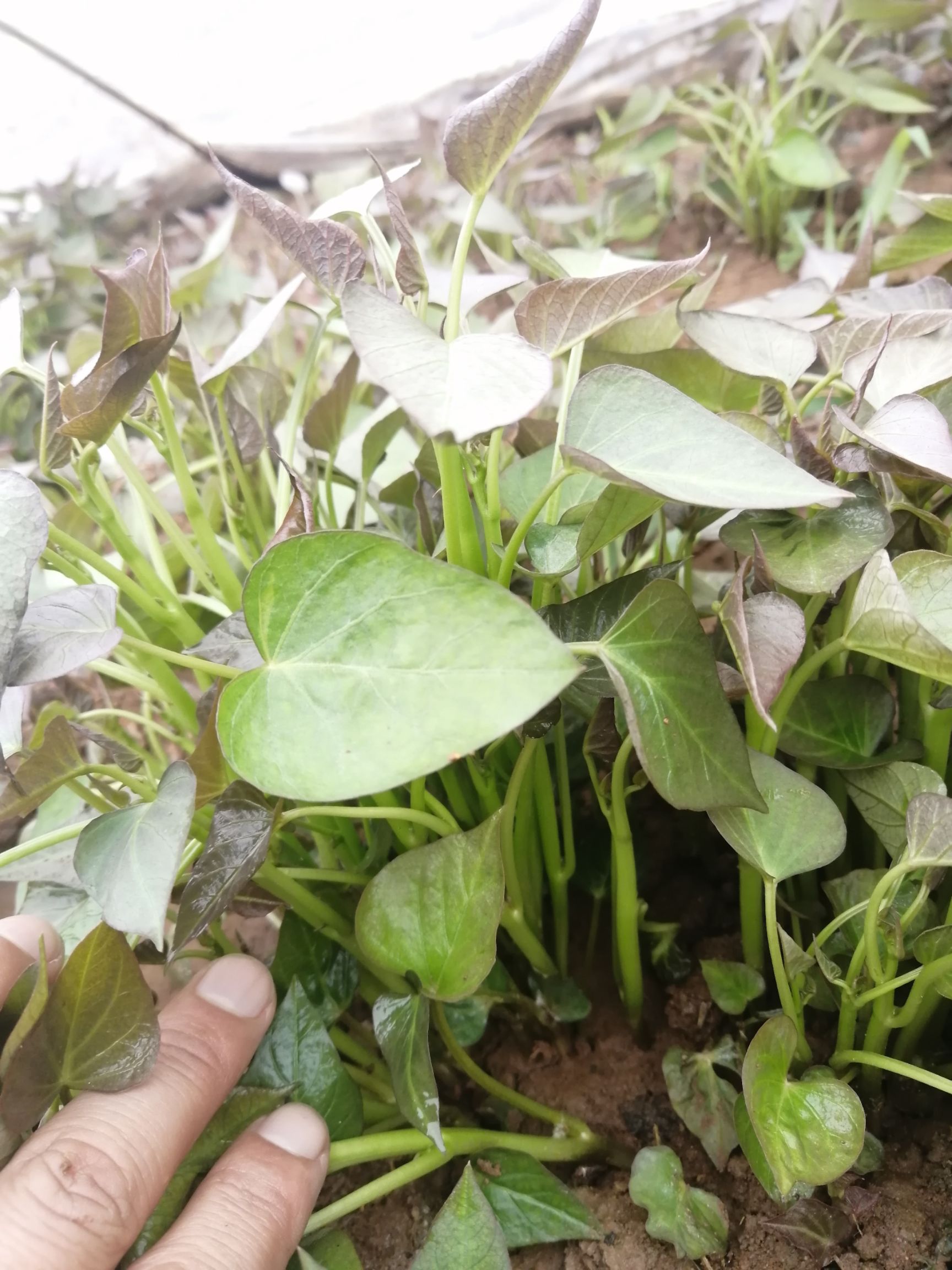 商薯19红薯苗红薯芽
