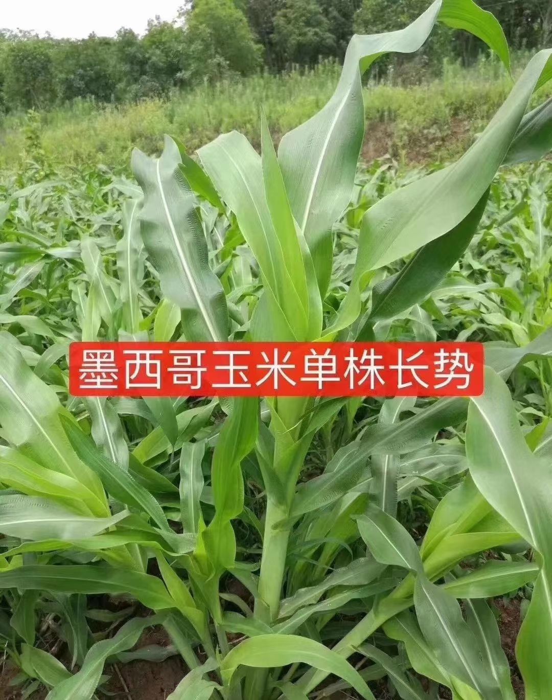 墨西哥玉米草种子墨西哥玉米草种牧草种籽四季养殖多年生
