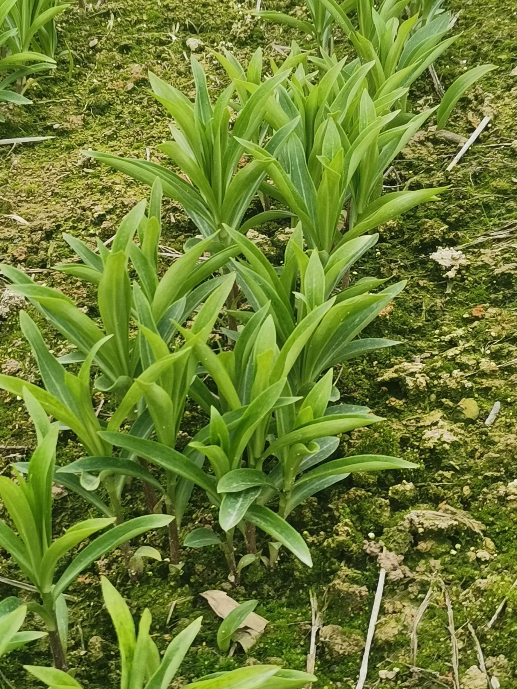 百合种球 优质龙牙百合